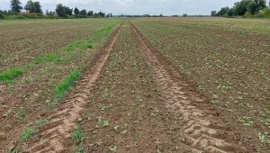 Rzepak ozimy LG Architekt - 19.09.2021