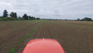 Rzepak ozimy LG Architekt - 19.09.2021