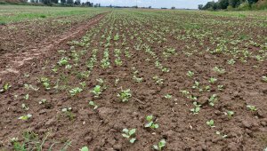 Rzepak ozimy LG Architekt - 19.09.2021