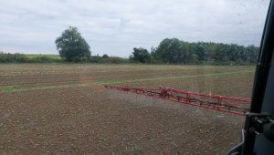 Rzepak ozimy LG Architekt - 19.09.2021