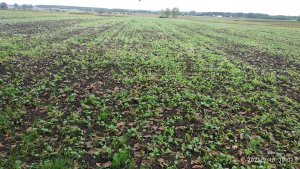 Rzepak ozimy Monolit 