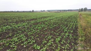 Rzepak ozimy Monolit 