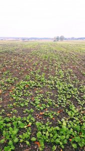 Rzepak ozimy Monolit