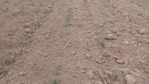 Rzepak scherlock siew 03.09 stan na 14.09