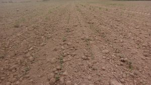 Rzepak scherlock siew 03.09 stan na 14.09