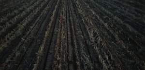 Rzepak w strip-till