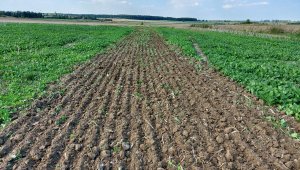 Ścieżka technologiczna w rzepaczysku