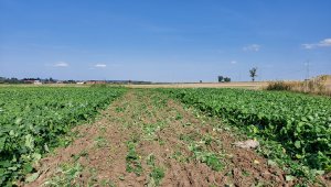 Ścieżka technologiczna w rzepaczysku