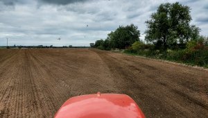 Siew pszenicy ozimej - 25.09.2021