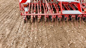 Siew pszenicy ozimej - 25.09.2021