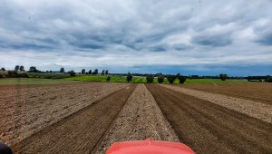 Siew pszenicy ozimej - 25.09.2021