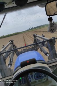 Siew pszenżyta ozimego Tadeus