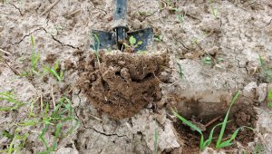 skorupa w rzepaku 12.09.2021