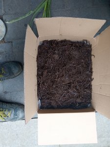 Zaszczepione podłoże pieczarki 