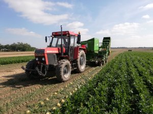 Zetro 8145, wuhlmaus 1733