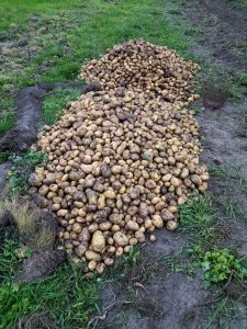 Ziemniaki po wykopkach