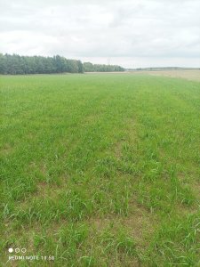 Życica westerwoldzka