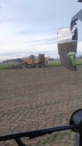 Buraki cukrowe NIVEN