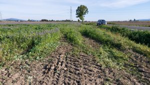 Dosiewanie narożników pól