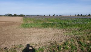 Dosiewanie narożników pól