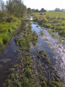 Droga dojazdowa do łąki