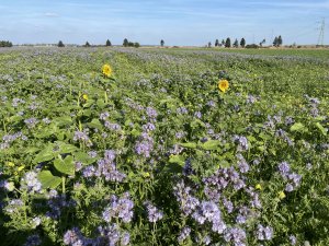 Facelia i słonecznik 04.10.2021