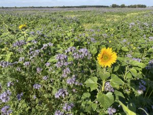 Facelia i słonecznik 04.10.2021