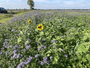 Facelia i słonecznik 04.10.2021
