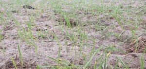 Jeczmień Hybrydowy Dakota 