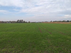 Jęczmień ozimy Jakubus