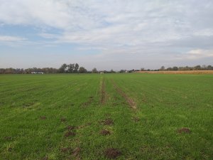 Jęczmień ozimy Jakubus