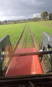 jęczmień ozimy jakubus