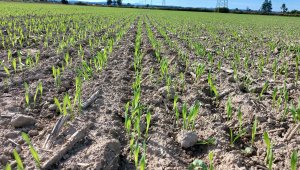 Jęczmień ozimy KWS Higgins - 01.10.2021