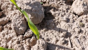 Jęczmień ozimy KWS Higgins - 01.10.2021