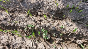 Jęczmień ozimy KWS Higgins - 01.10.2021