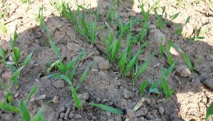 Jęczmień ozimy KWS Higgins - 04.10.2021