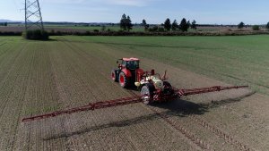 Jęczmień ozimy KWS Higgins - 04.10.2021