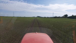 Jęczmień ozimy KWS Higgins - 04.10.2021