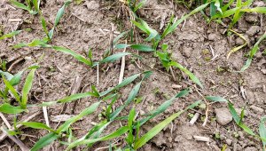 Jęczmień ozimy KWS Higgins - 11.10.2021