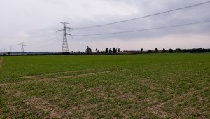 Jęczmień ozimy KWS Higgins - 11.10.2021