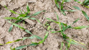 Jęczmień ozimy KWS Higgins - 11.10.2021