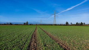 Jęczmień ozimy KWS Higgins - 16.10.2021