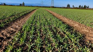 Jęczmień ozimy KWS Higgins - 16.10.2021