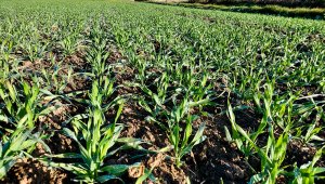 Jęczmień ozimy KWS Higgins - 16.10.2021