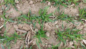 Jęczmień ozimy KWS Higgins - 23.10.2021