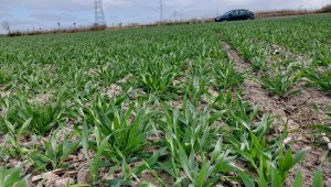 Jęczmień ozimy KWS Higgins - 23.10.2021