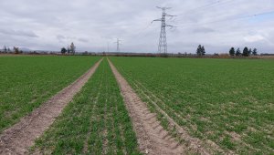 Jęczmień ozimy KWS Higgins - 23.10.2021