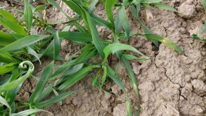 jęczmień ozimy kws higgins 23.10.2021