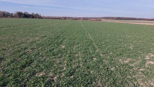 jęczmień ozimy kws higgins 30.10.2021