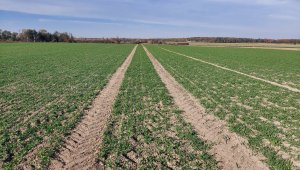 jęczmień ozimy kws higgins 30.10.2021